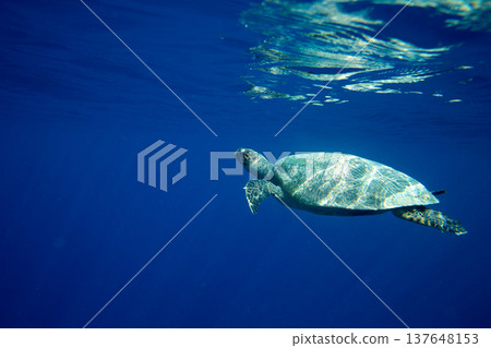 A turtle sitting at corals under water surface 137648153