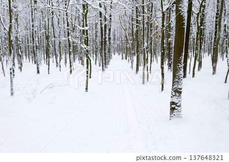 Winter forest and the road. Winter landscape. Forest landscape Winter forest and the road. Winter landscape. Forest landscape 137648321