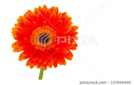gerbera flower gerbera flower 137648404