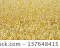 Wheat field 137648415