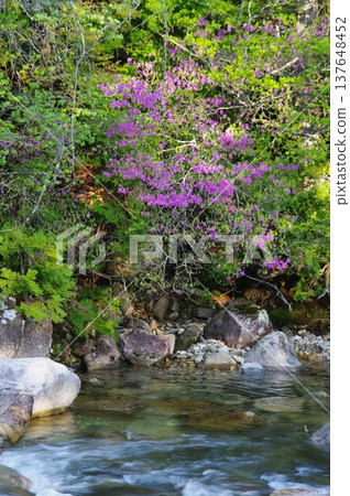 初夏時節，長野縣大久和村的阿特拉山谷景色優美，紫色和橙色的杜鵑花與翠綠色的河流形成鮮明對比。 137648452