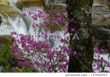 In early summer, the Atera Valley in Ōkuwa Village, Nagano Prefecture, is a beautiful sight with its purple and orange azaleas contrasting beautifully with the emerald green river. 137648453