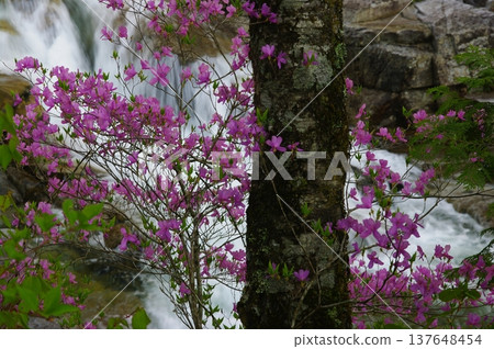 In early summer, the Atera Valley in Ōkuwa Village, Nagano Prefecture, is a beautiful sight with its purple and orange azaleas contrasting beautifully with the emerald green river. 137648454