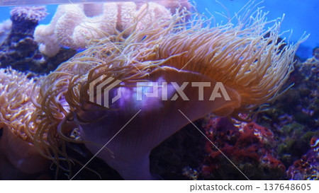 Bubble Tip Anemone Entacmaea quadricolor Marine Life Bubble Tip Anemone Entacmaea quadricolor Marine Life 137648605