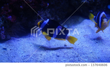 Clownfish underwater marine life colorful ocean reef 137648606