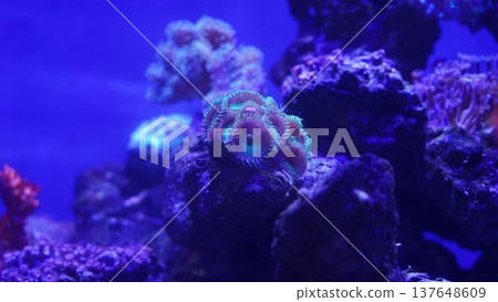 Button Polyps Underwater Marine Life Coral Reef Aquarium 137648609