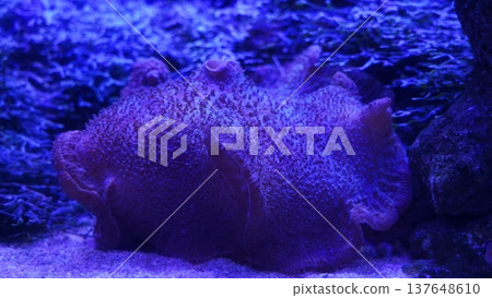 Colorful Sea Anemone in Aquarium Display Colorful Sea Anemone in Aquarium Display 137648610