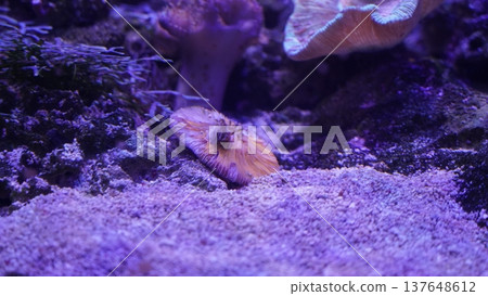 Colorful Coral Reef Scene Underwater Marine Life Colorful Coral Reef Scene Underwater Marine Life 137648612