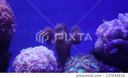 Coral Reef Life Underwater Marine Ecosystem Beauty Coral Reef Life Underwater Marine Ecosystem Beauty 137648616