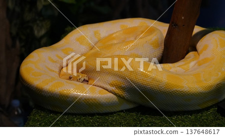 Albino Burmese Python Close Up Exotic Pet Snake Reptile 137648617