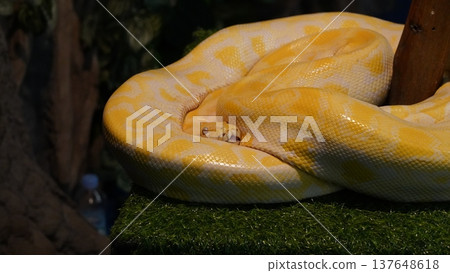 Albino Ball Python Curled Up Close Up Reptile Photo Albino Ball Python Curled Up Close Up Reptile Photo 137648618