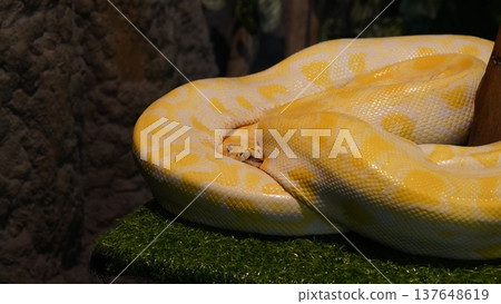Albino Burmese Python Close Up Reptile Portrait 137648619