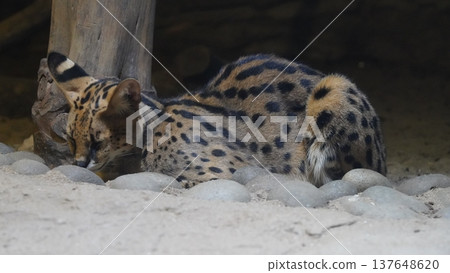 Resting Serval Wild Cat Portrait Resting Serval Wild Cat Portrait 137648620