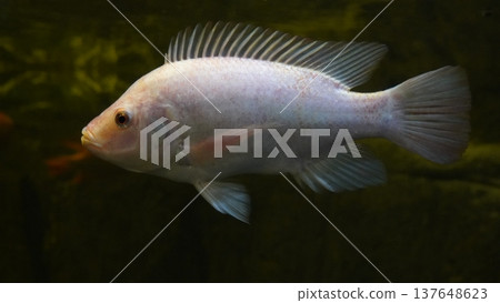 Albino Nile Tilapia Fish Close Up Portrait Albino Nile Tilapia Fish Close Up Portrait 137648623