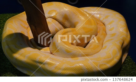 Albino Burmese Python Wrapped Around a Branch Albino Burmese Python Wrapped Around a Branch 137648624