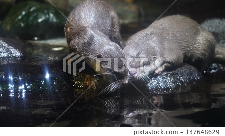 Two Asian Small Clawed Otters Resting by Water 137648629