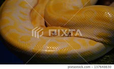 Albino Burmese Python Portrait Close Up Photography 137648630