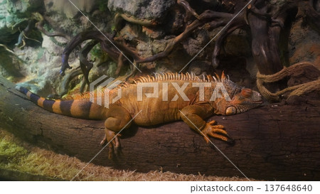 Sleeping Iguana on a Log Close Up Sleeping Iguana on a Log Close Up 137648640