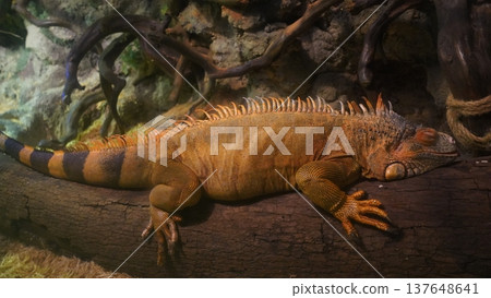 Sleeping Green Iguana Relaxing on a Branch 137648641