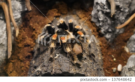 Costa Rican Tiger Rump Tarantula Close Up Costa Rican Tiger Rump Tarantula Close Up 137648642