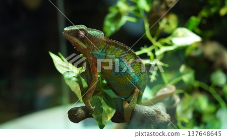 Panther Chameleon on Branch Calm Reptile Portrait 137648645