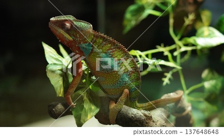 Colorful Panther Chameleon on a Branch Close Up 137648648