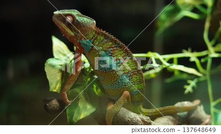Panther Chameleon on a Branch Portrait 137648649