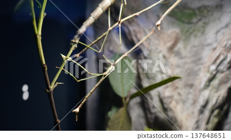 Stick insect camouflaged on a plant branch Stick insect camouflaged on a plant branch 137648651