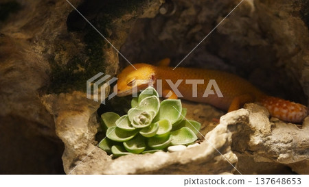 Orange Gecko with Succulent in Cave Reptile Pet 137648653