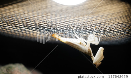 Ghost Mantis on a Wire Cage 137648659