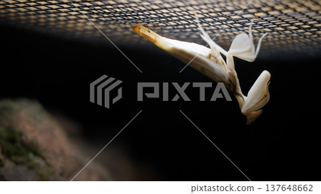 Orchid Mantis Hanging Upside Down Insect Close Up 137648662