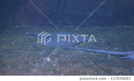 Bluespotted Stingray Underwater Marine Life Bluespotted Stingray Underwater Marine Life 137648663