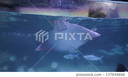 Southern Stingray in the Deep Blue Sea Southern Stingray in the Deep Blue Sea 137648666