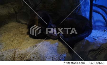 Two Capuchin Monkeys Resting on a Rock 137648668