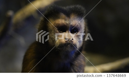 Close Up of a Capuchin Monkey Portrait Close Up of a Capuchin Monkey Portrait 137648669