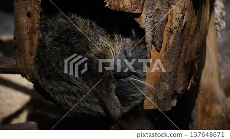 Sleeping Binturong in Log Portrait Sleeping Binturong in Log Portrait 137648671