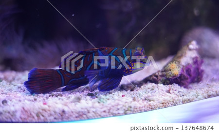 Vibrant Mandarinfish Swimming in Aquarium Setting 137648674