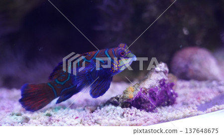 Colorful Mandarinfish Underwater Marine Life Portrait Colorful Mandarinfish Underwater Marine Life Portrait 137648675