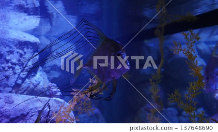 Threadfin Fish in Aquarium 137648690