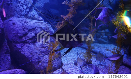Ornate Threadfin Bream Fish Underwater Scene Ornate Threadfin Bream Fish Underwater Scene 137648691