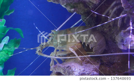 Spiny Lobster in Aquarium Setting Spiny Lobster in Aquarium Setting 137648693