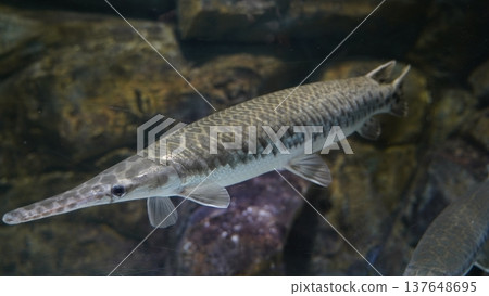 Alligator Gar Underwater Fish Photography Alligator Gar Underwater Fish Photography 137648695