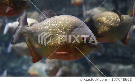 Piranha Fish Portrait Underwater Wildlife Photography 137648698