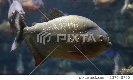 Red Bellied Piranha Close Up Underwater Scene 137648700