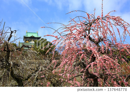 大阪城與盛開的梅花。 137648778
