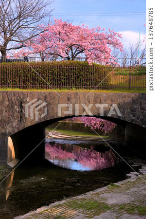 Pink Kawazu cherry blossoms as seen from the foot of the bridge over the Yodo Canal. Pink Kawazu cherry blossoms as seen from the foot of the bridge over the Yodo Canal. 137648785