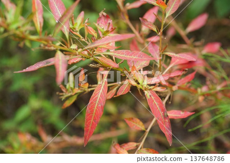 蓼科植物的秋葉 137648786