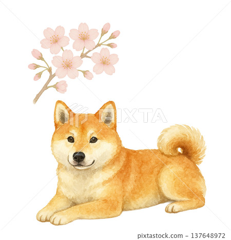 櫻花與柴犬的水彩插畫:可愛的春季狗狗插畫 櫻花與柴犬的水彩插畫:可愛的春季狗狗插畫 137648972