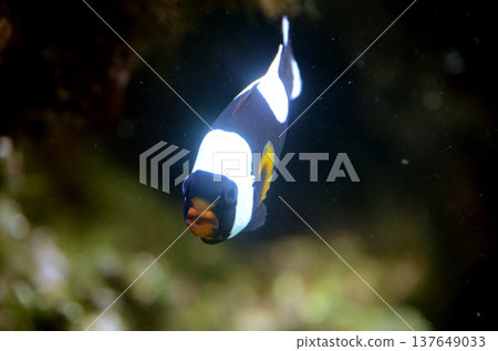 Anemone fish 137649033