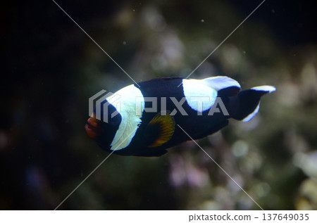 銀蓮花魚 銀蓮花魚 137649035